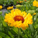 Fanfare Citronella Blanket Flower