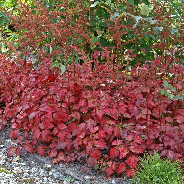 Color Flash Astilbe