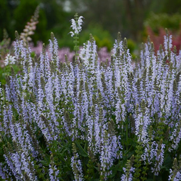 Crystal Blue Salvia