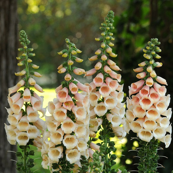 Dalmatian Peach Foxglove