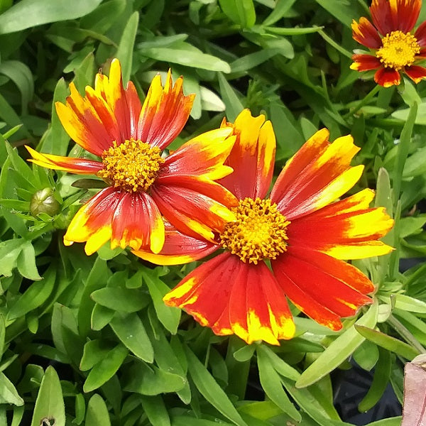 Daybreak Coreopsis