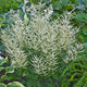 Fairy Hair Goat's Beard