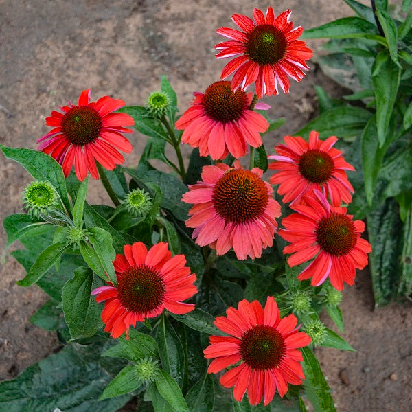 Frankly Scarlet Coneflower