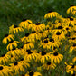 American Gold Rush Black Eyed Susan