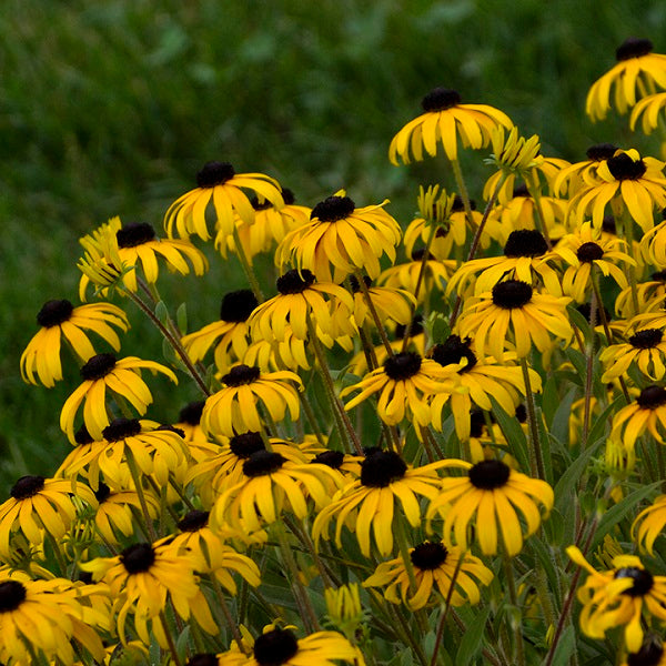 American Gold Rush Black Eyed Susan