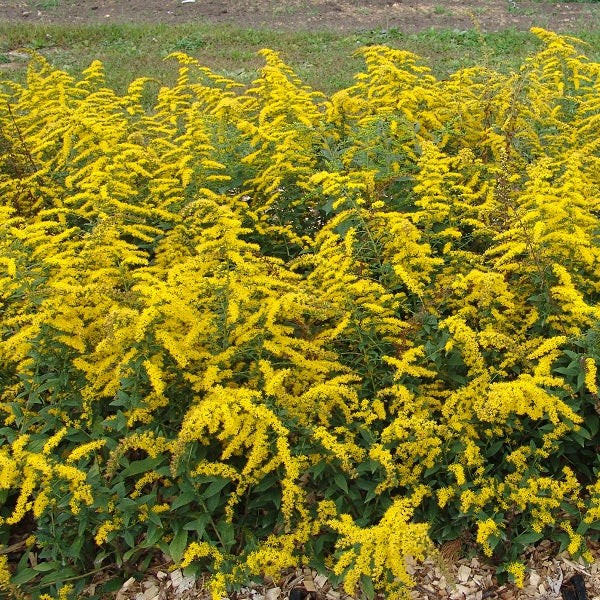 Golden Fleece Goldenrod