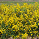 Golden Fleece Goldenrod