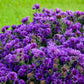 Grape Crush New England Aster