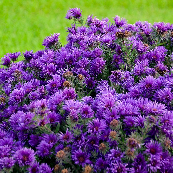 Grape Crush New England Aster