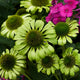 Green Jewel Coneflower