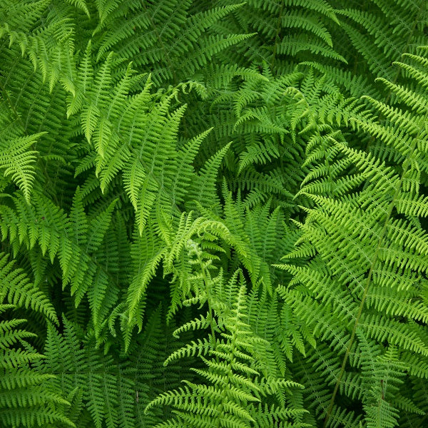 Hayscented Fern