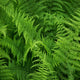 Hayscented Fern