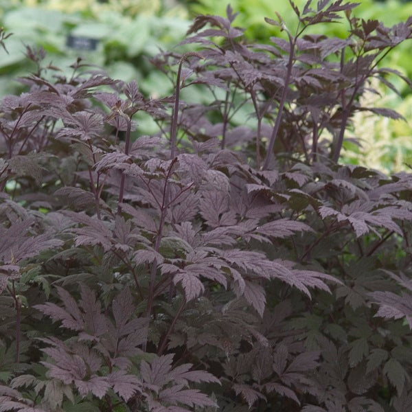 Hillside Black Beauty Black Snakeroot