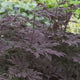 Hillside Black Beauty Black Snakeroot