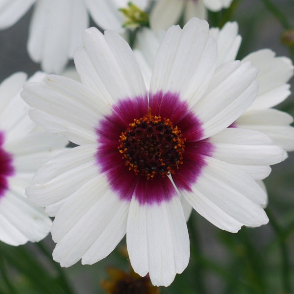 Ice Wine Coreopsis