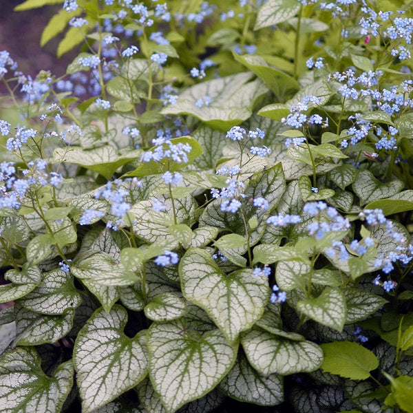 Jack Frost Brunnera