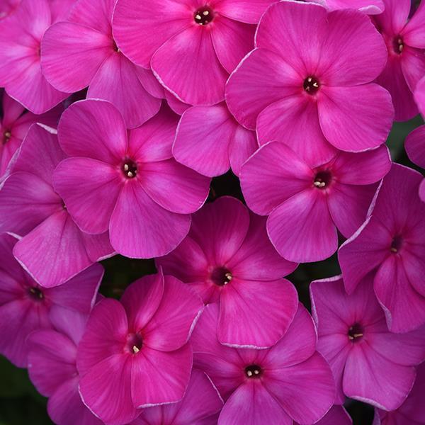 Ka-Pow Purple Tall Garden Phlox