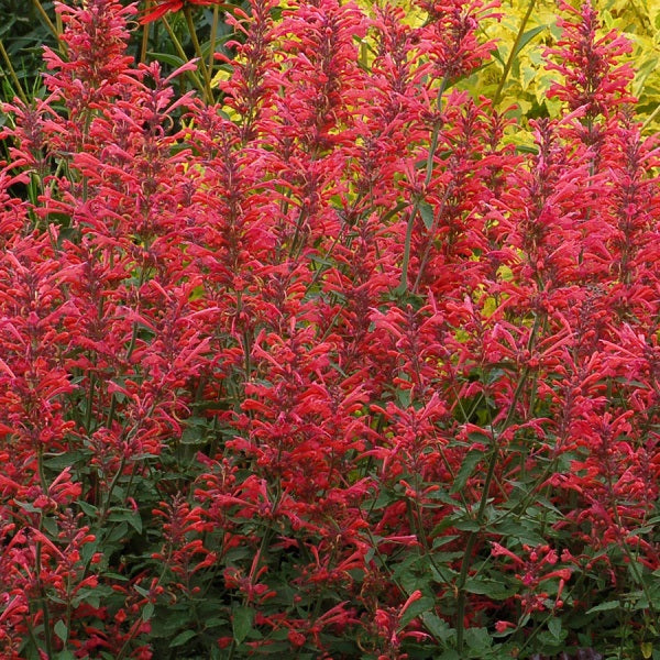 Kudos Coral Hyssop