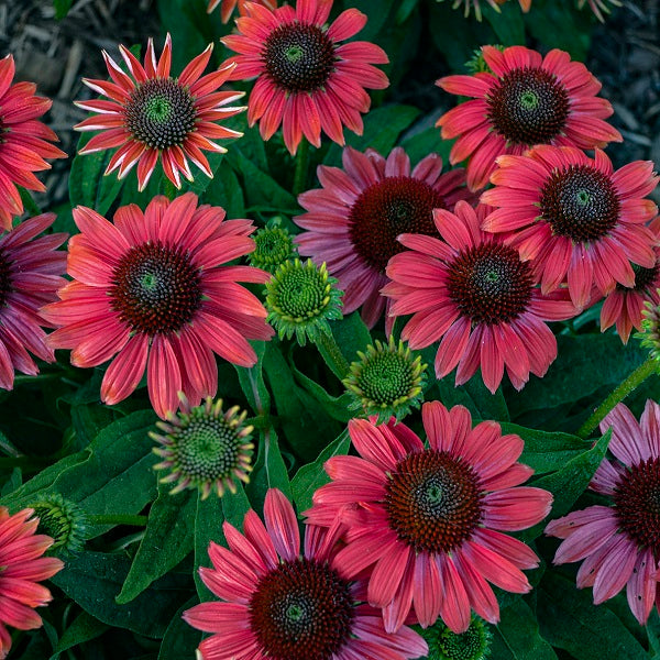 Lakota™ Fire Coneflower