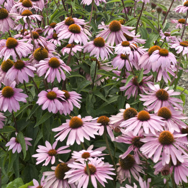 Connoisseur's Coneflower Collection