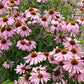 Beginner's Coneflower Collection