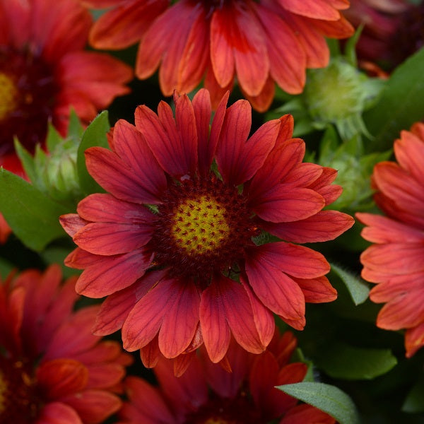 Blanket Flower Collection