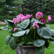 Miss Piggy Heartleaf Bergenia