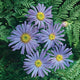 Moench Aster