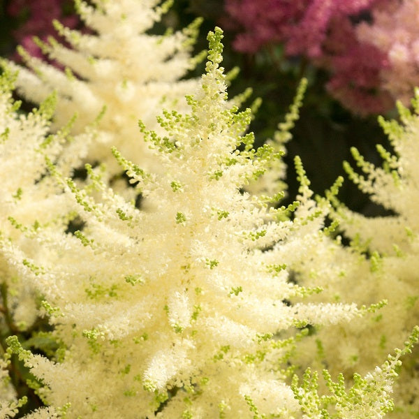 Mojito Astilbe