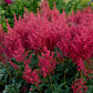 Montgomery Astilbe