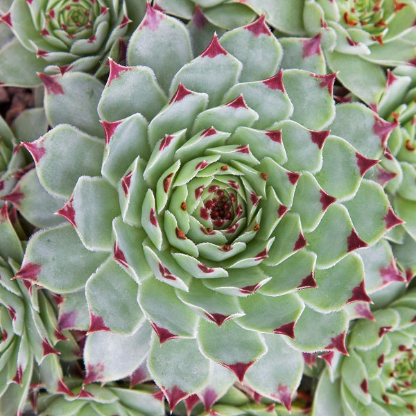 Mrs. Giuseppe Hen & Chicks Succulent