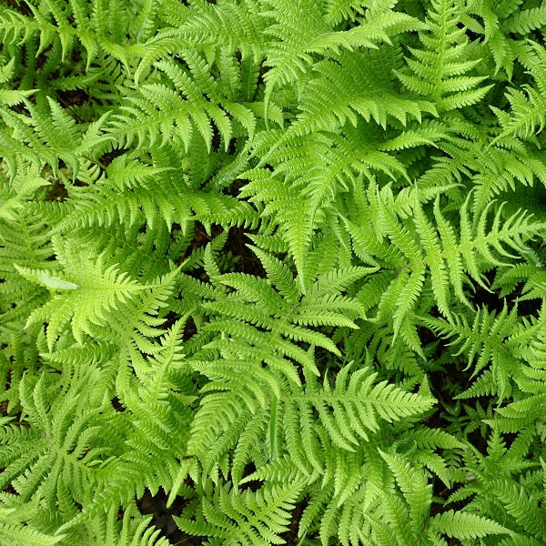 New York Fern