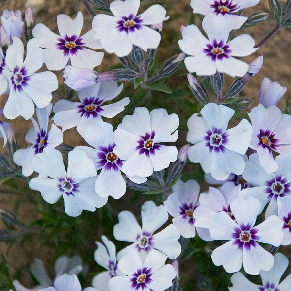 North Hills Creeping Phlox