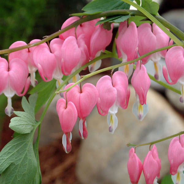 Old Fashion Bleeding Heart