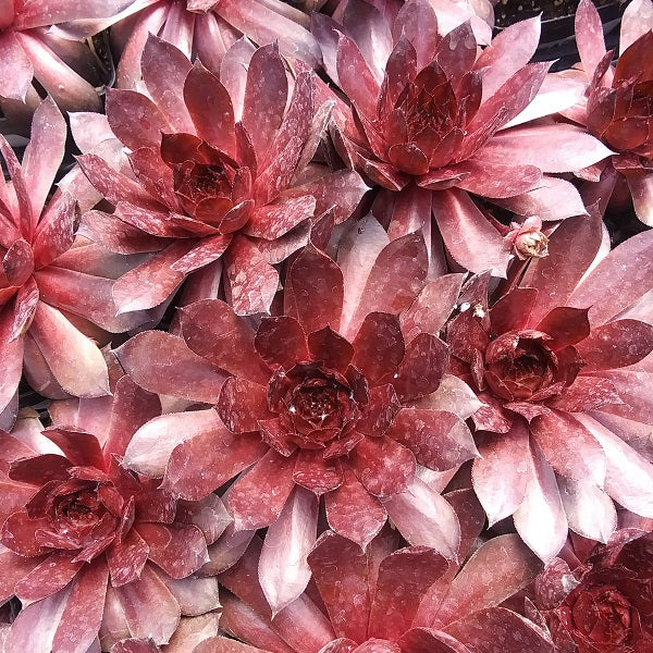 Peggy Hen and Chicks