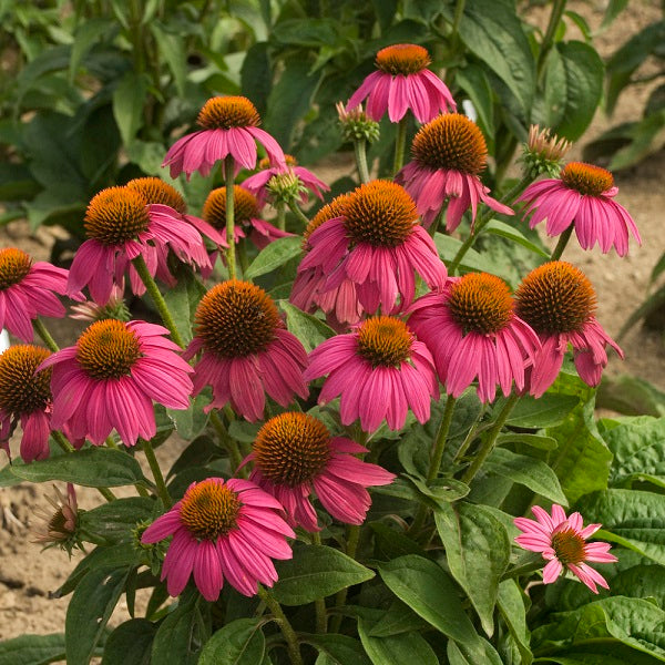 PowWow Wild Berry Coneflower