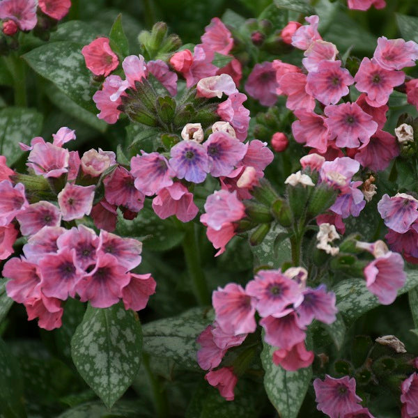 Pretty in Pink Bethlehem Sage