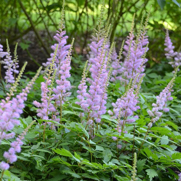 Pumila Astilbe