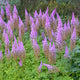 Purple Candles Astilbe