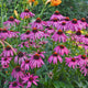 Purple Emperor Coneflower