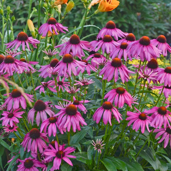 Purple Emperor Coneflower