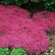 Red Creeping Thyme