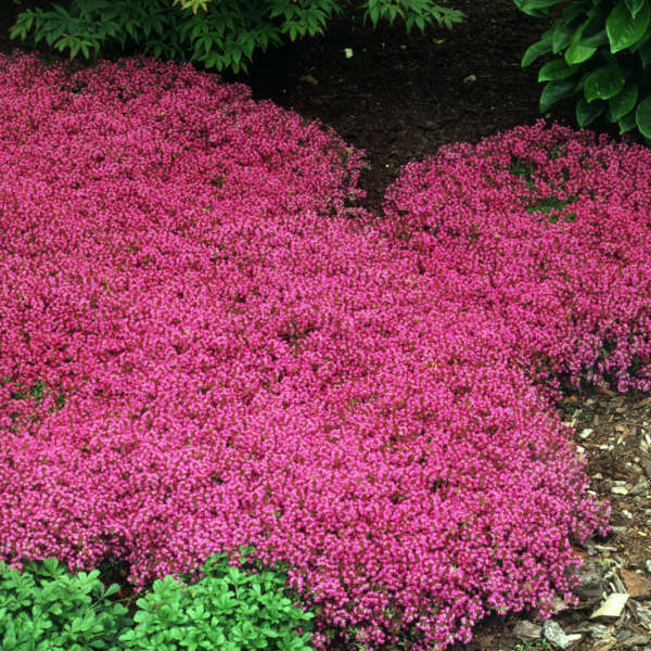 Red Creeping Thyme