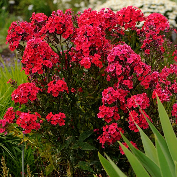 Red Riding Hood Tall Garden Phlox