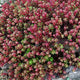 Red Wiggle Sedum