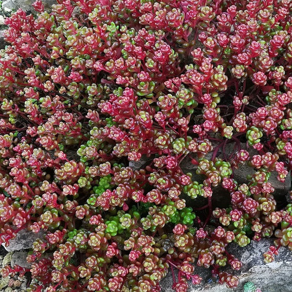 Sedum Collection