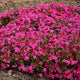 Red Wing Creeping Phlox