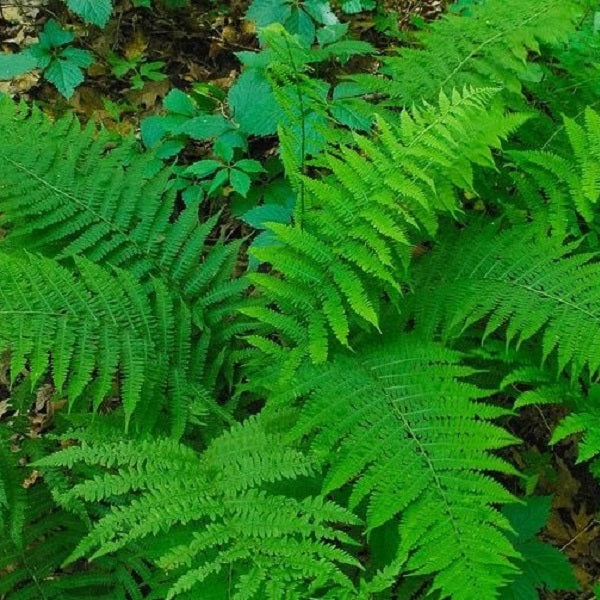 Royal Fern