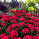 Scarlet Fever Dianthus