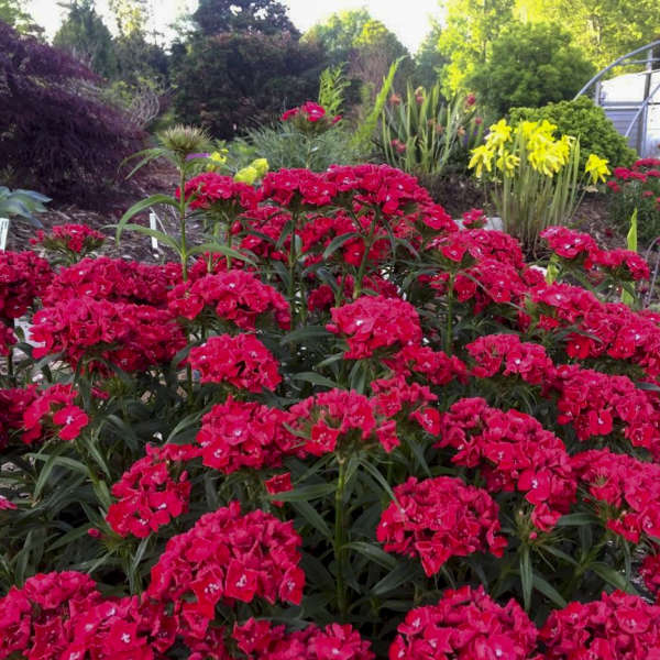 Scarlet Fever Dianthus